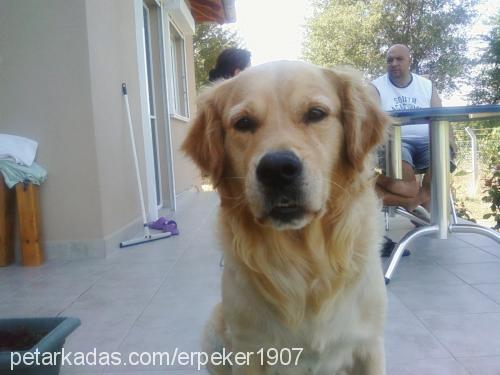 tarçın Erkek Golden Retriever