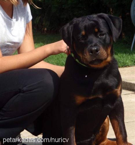 faith Dişi Rottweiler