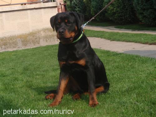 faith Dişi Rottweiler