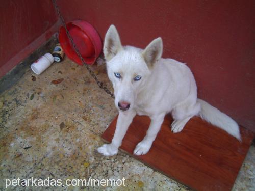 sakız Dişi Sibirya Kurdu (Husky)