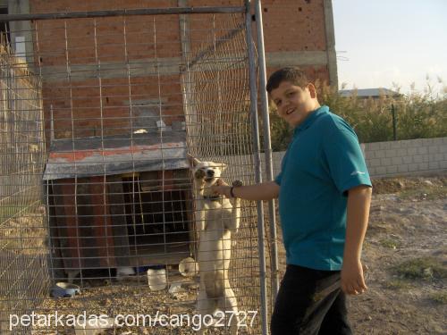 tita Dişi Sibirya Kurdu (Husky)