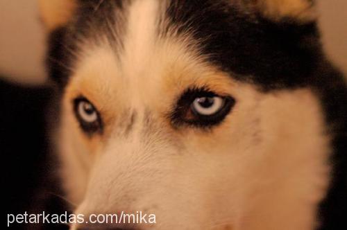 Mika Erkek Sibirya Kurdu (Husky)