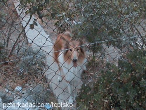 lassie Dişi Collie