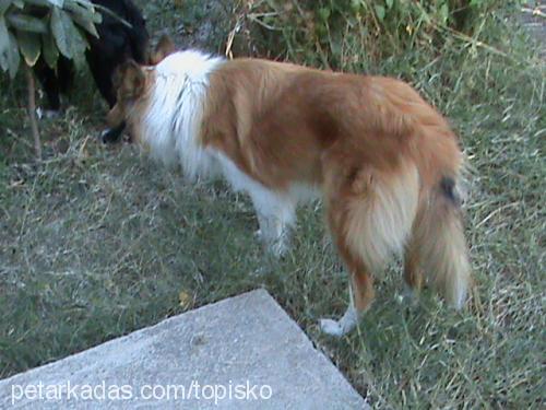 lassie Dişi Collie