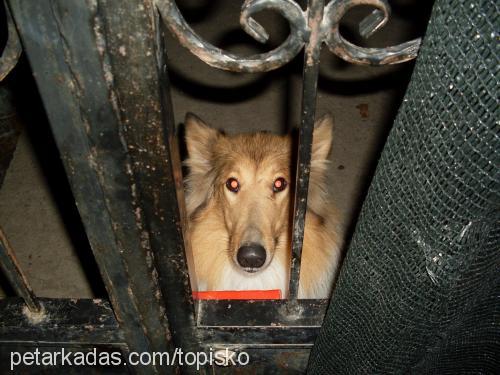 lassie Dişi Collie