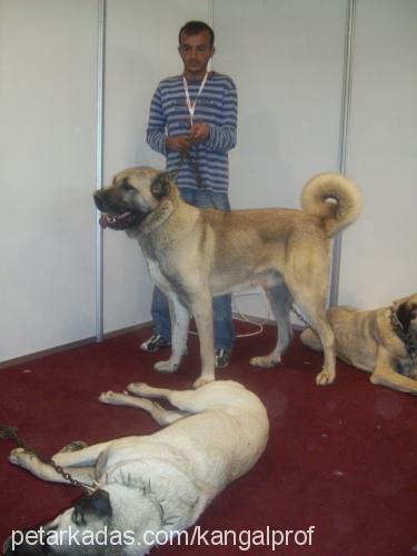 zorba Erkek Kangal