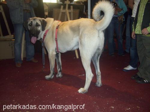 zorba Erkek Kangal