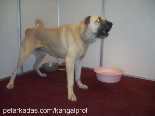 zorba Erkek Kangal