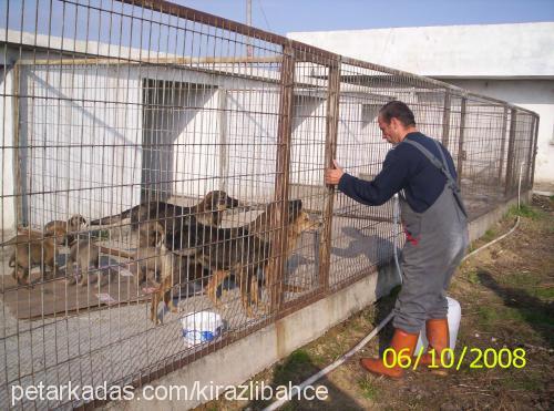 barınaktakigüze Dişi Rottweiler