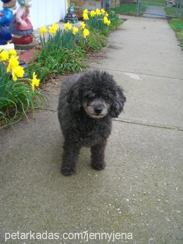 jr Erkek Poodle (Minyatür Kaniş)