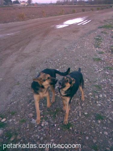 su Dişi Alman Çoban Köpeği