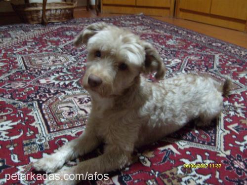 afacan Erkek Norfolk Terrier