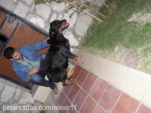 Üzüm Dişi Rottweiler