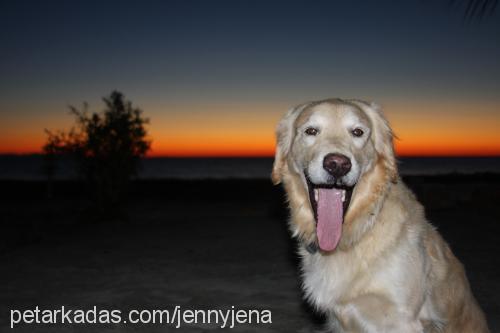 jena Dişi Golden Retriever