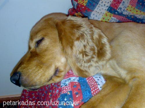 tarçın-kayıp Erkek İngiliz Cocker Spaniel