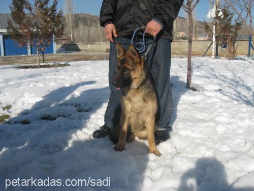 maya Dişi Alman Çoban Köpeği