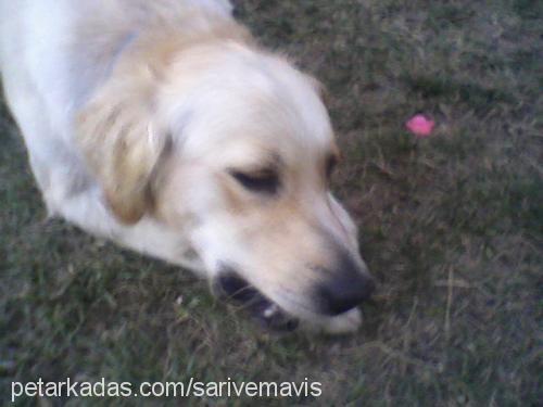 dodo Dişi Golden Retriever