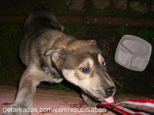 master Erkek Sibirya Kurdu (Husky)