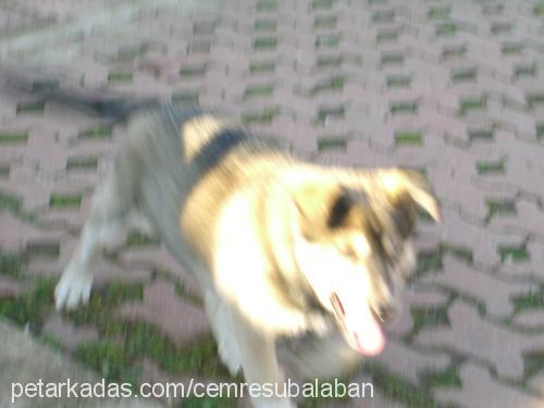 master Erkek Sibirya Kurdu (Husky)