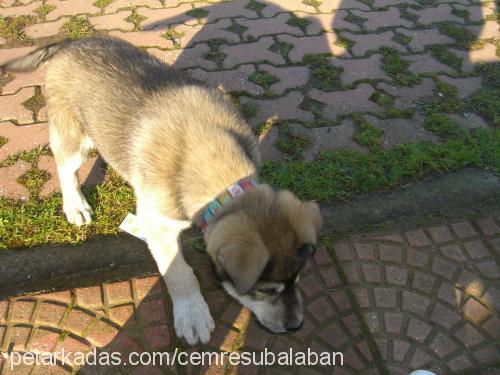 master Erkek Sibirya Kurdu (Husky)