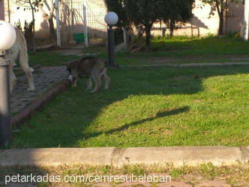 master Erkek Sibirya Kurdu (Husky)