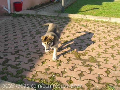 master Erkek Sibirya Kurdu (Husky)