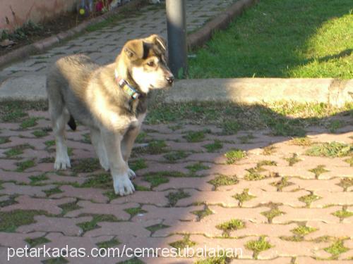 master Erkek Sibirya Kurdu (Husky)