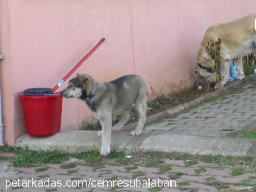 master Erkek Sibirya Kurdu (Husky)