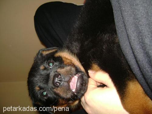 hatun Dişi Rottweiler