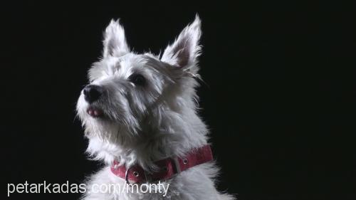 monty Erkek West Highland White Terrier
