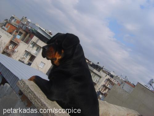 ateŞ Dişi Rottweiler