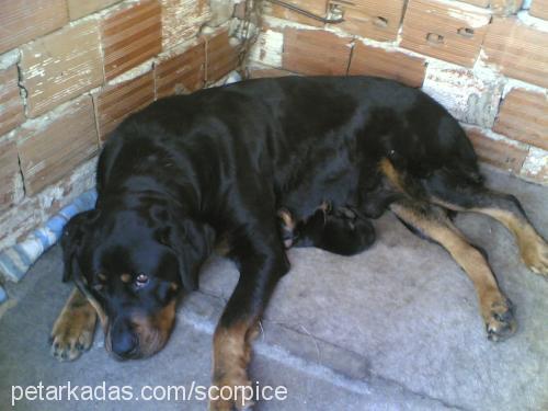 ateŞ Dişi Rottweiler