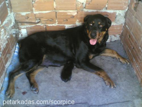 ateŞ Dişi Rottweiler