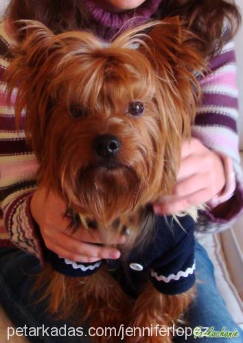 romeo Erkek Yorkshire Terrier