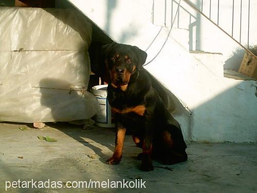 kont Erkek Rottweiler