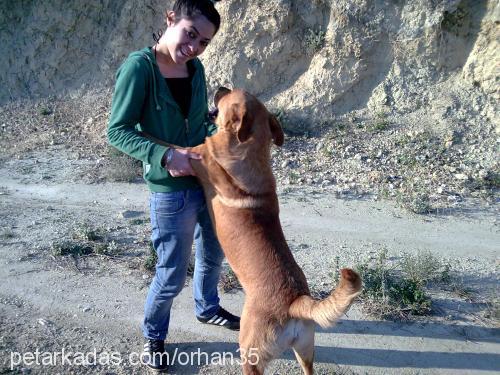 aslan Erkek Sokö (Sokak Köpeği)