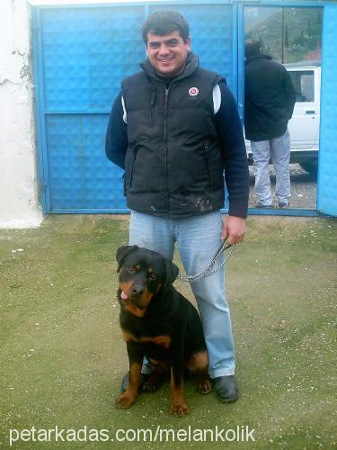 kont Erkek Rottweiler