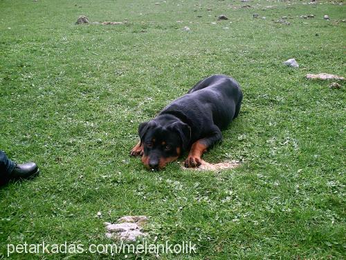 kont Erkek Rottweiler