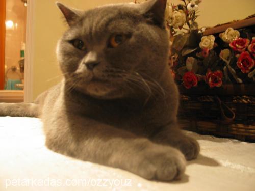 duman Dişi British Shorthair