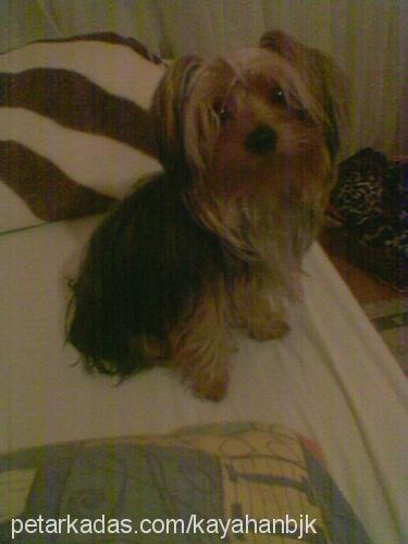 patrick Erkek Yorkshire Terrier