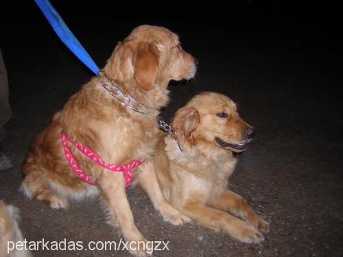 tarçın Dişi Golden Retriever