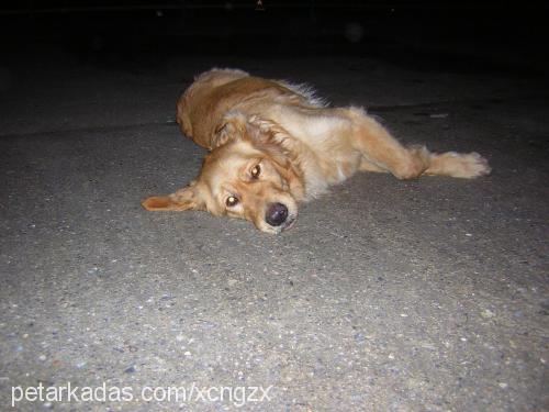 tarçın Dişi Golden Retriever