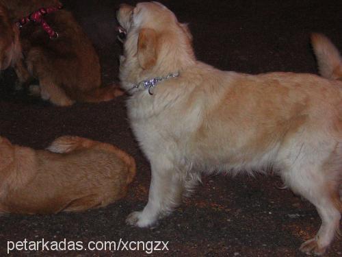 duman Dişi Golden Retriever