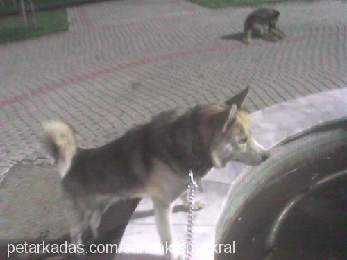 Çakirmalesefkay Erkek Sibirya Kurdu (Husky)