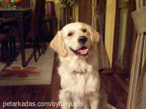 tango Erkek Golden Retriever