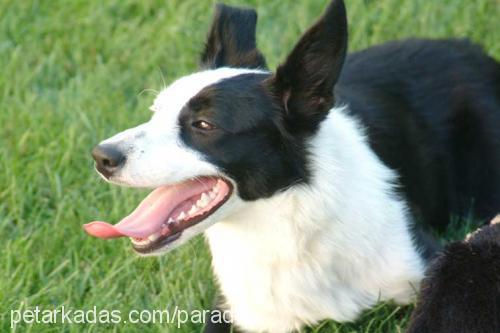 jess293119 Dişi Border Collie