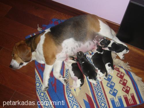 5harikabebek Dişi Beagle