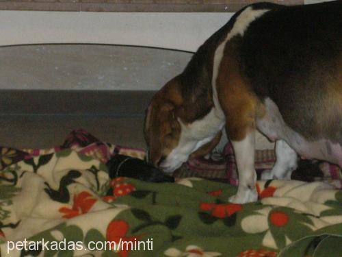 5harikabebek Dişi Beagle