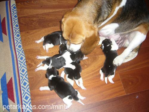 5harikabebek Dişi Beagle