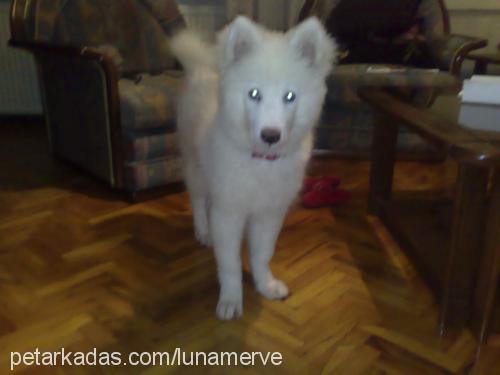 luna Dişi Samoyed